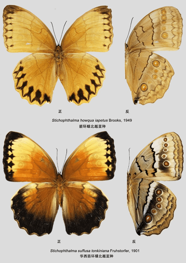 一亿只蝴蝶一起飞舞是什么概念?到金平县你就知道啦_华西箭_亚种_幼虫