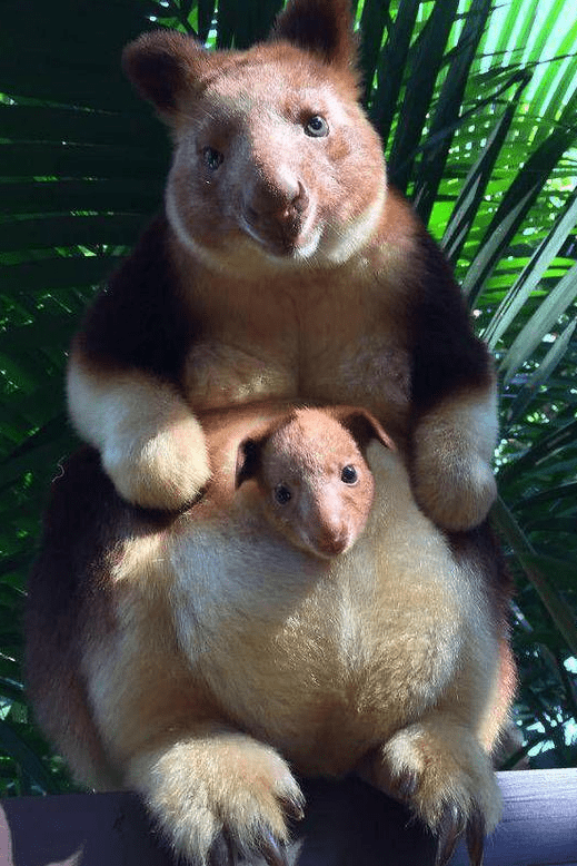 真实存在的50种动物,"颜值逆天",不得不感叹大自然的神奇_生活_基伍