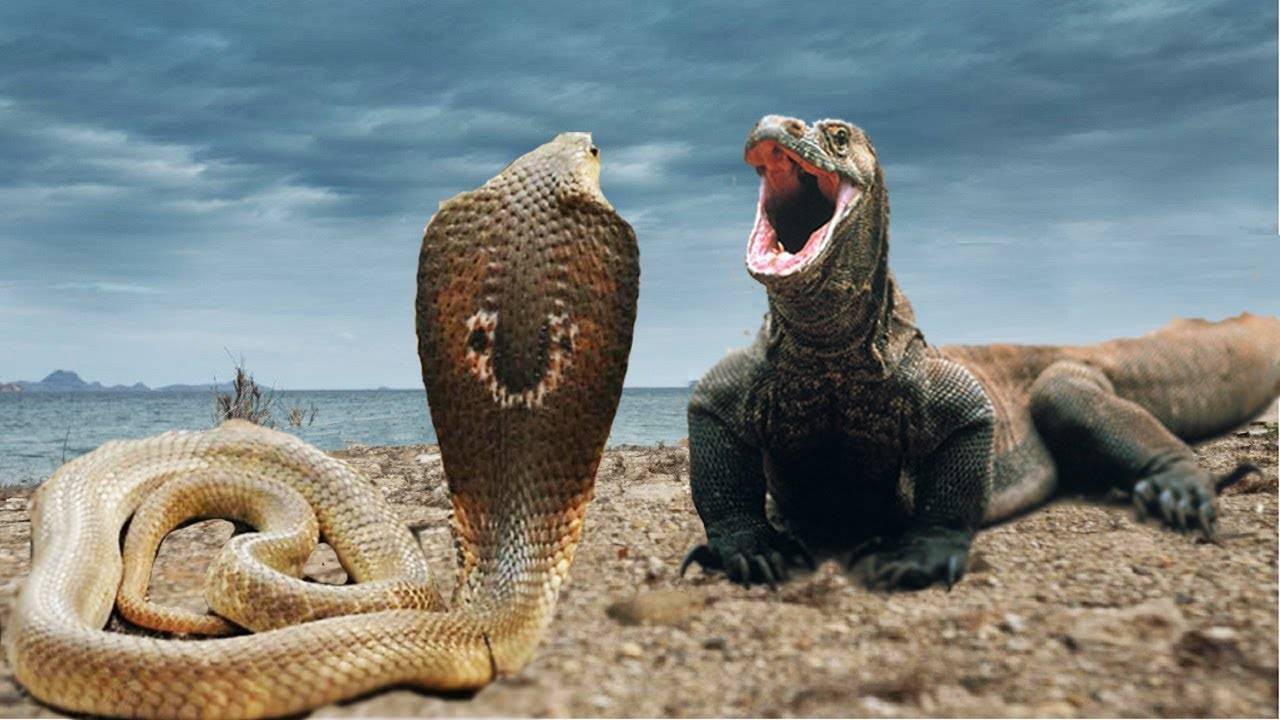 眼镜王蛇vs科莫多巨蜥,当蛇王遇到蜥蜴王,谁会笑到最后呢?