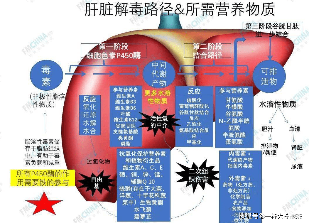 别再熬夜增加你的肝脏压力了！呐兔提示需要奶蓟草等多元素来共同科学护肝