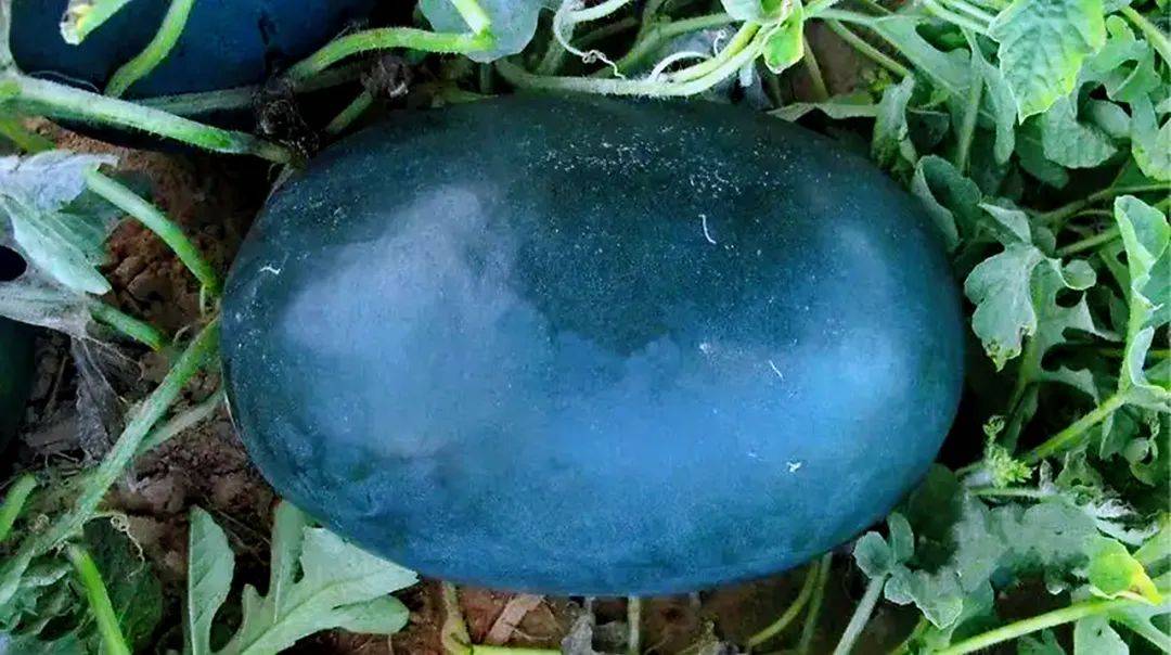 曾经风靡全国的黑皮大西瓜单个重量高达40斤为何现在却不多见了