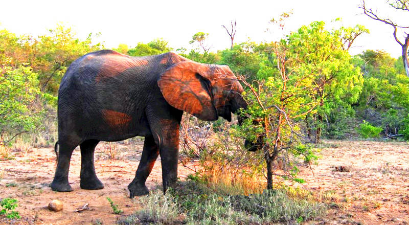 将超能力用在求爱策略上,非洲象雌雄相隔数百公里都不是事_公象_母象