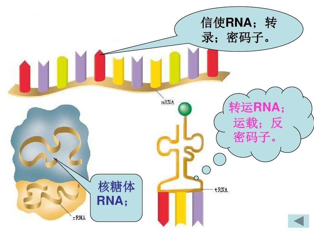 人体的三种rna信使rna活跃,说明这个时候有基因在合成蛋白质