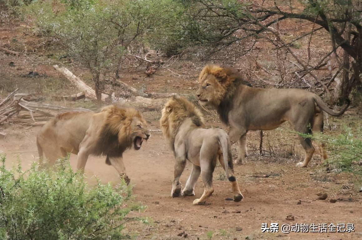 原创丑男雄狮联盟大战曼城雄狮联盟大败而归自信心丧失殆尽