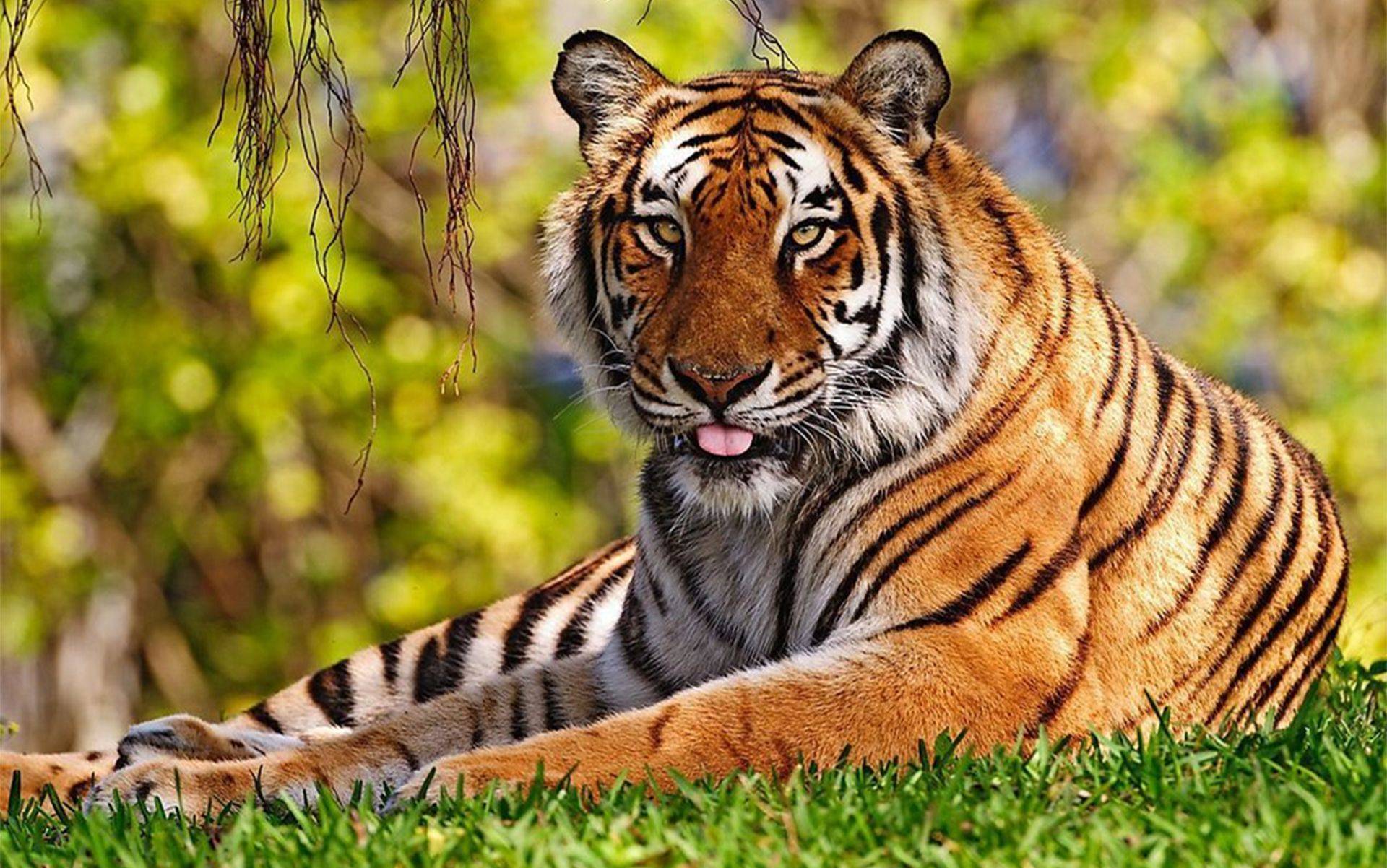 原创华南虎的悲剧从6只到184只重回山林已变成了夙愿