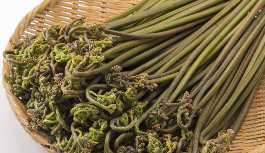 最有名的蕨菜生活在黄山,是黄山有名的山野菜,黄山山区处处可见一丛丛