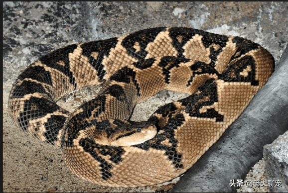 原创体型最大却最容易吃撑的蝰科毒蛇沉寂司命南美巨蝮