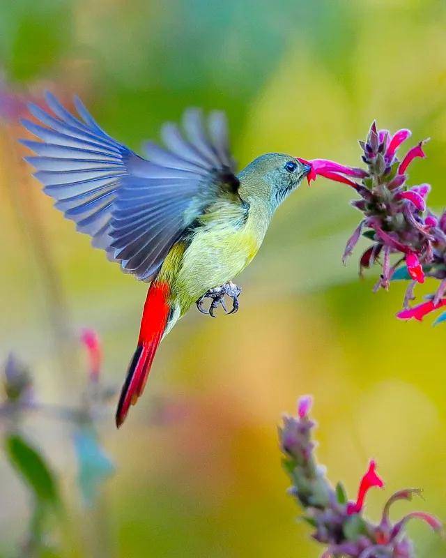原创万千的花鸟世界绮丽的绝美风光喜庆的太阳鸟给人带来吉祥