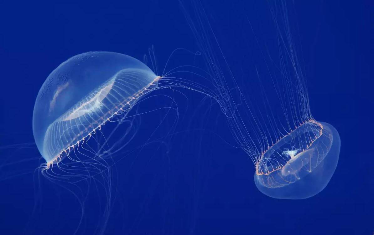 水母"颜值"大pk,快来看看谁才是最美的海洋精灵_触手_灯塔_海域