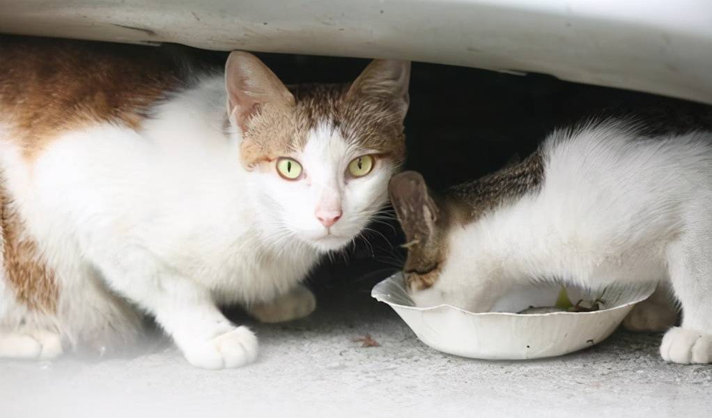 原创可以控制宿主大脑的恐怖生物宿主甘愿牺牲甚至至死保护寄生者