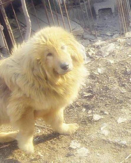 藏獒金毛狮王图片
