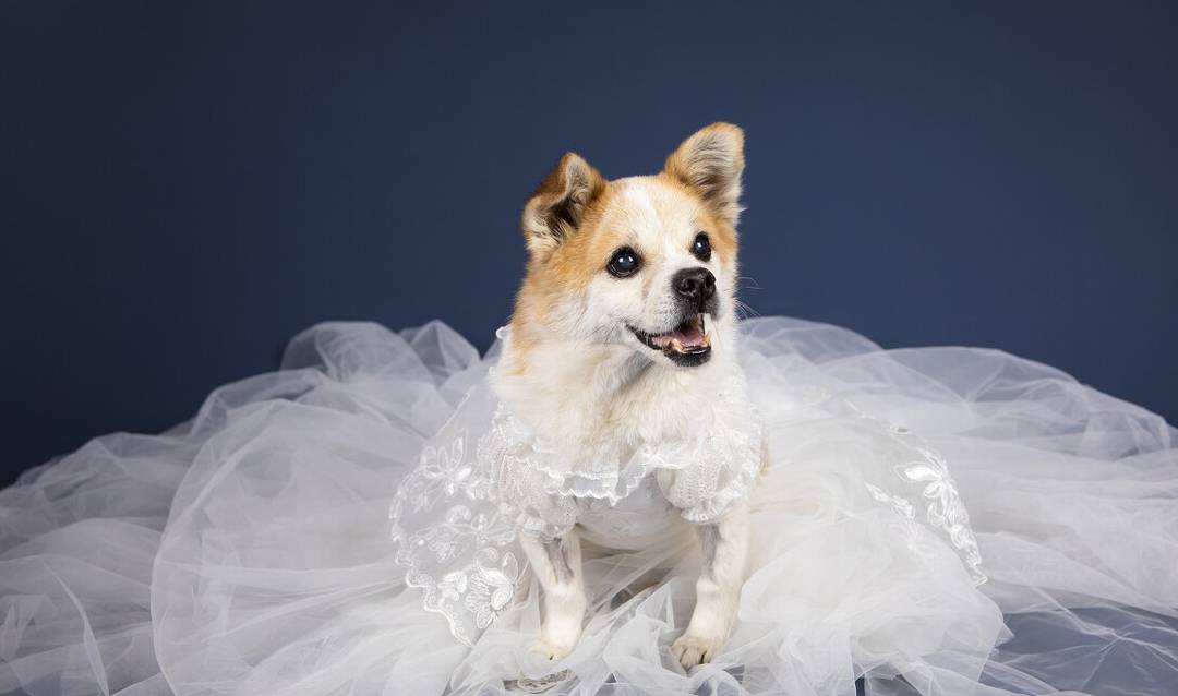 中华田园犬的品种介绍和喂养方法 狗狗 苏浙犬 是一种