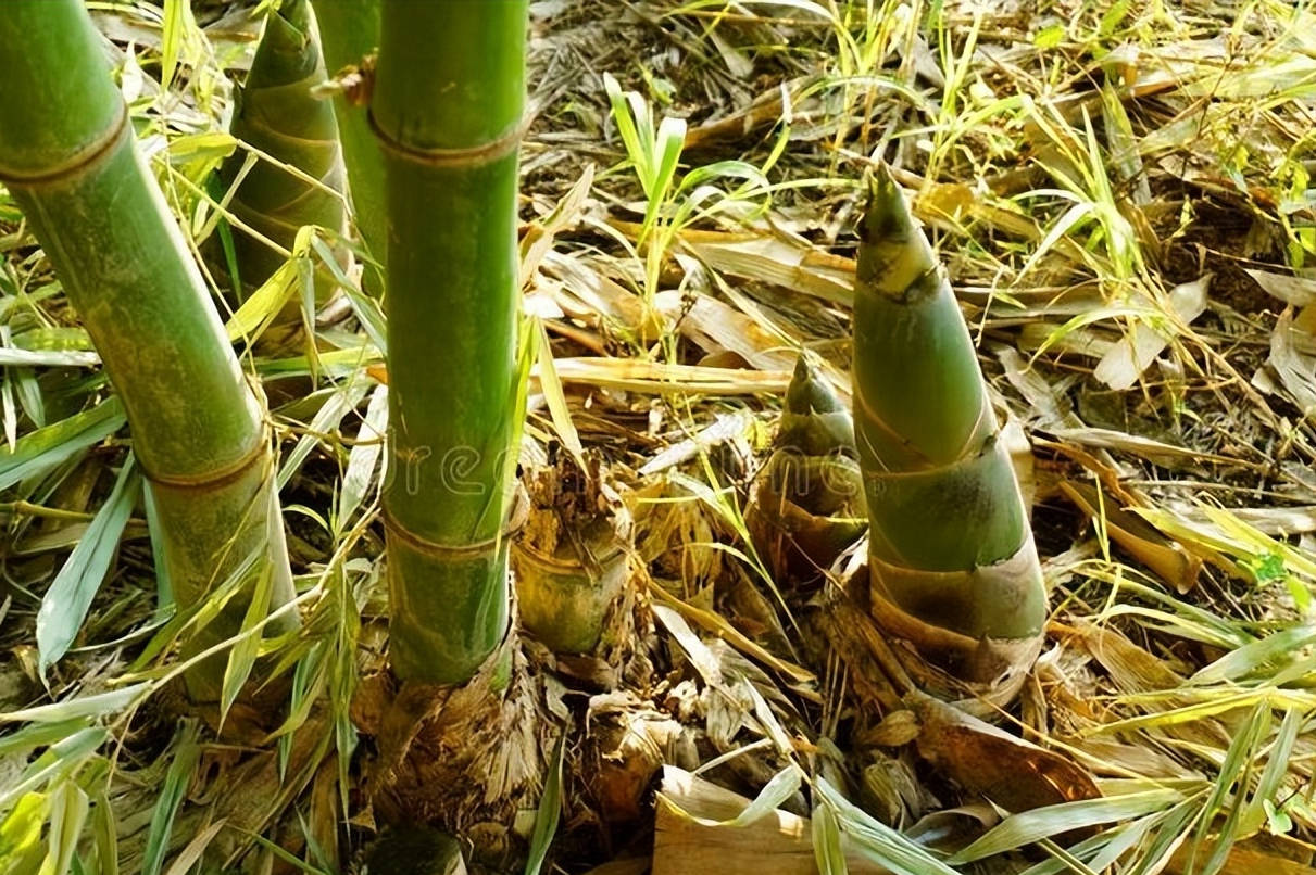 原创冬笋和春笋都靠边站夏天这笋抓紧吃口感脆爽清甜如水果
