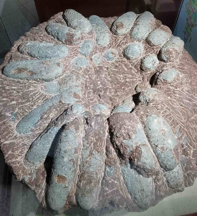 河源镇馆之宝"黄氏河源龙"模型全面完工并对外展出_恐龙_骨骼_杜衍