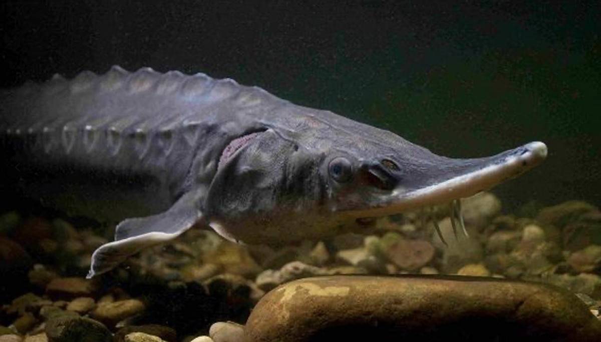 原创活了15亿年为何却没能撑过2020年浅谈悲惨灭绝的长江白鲟