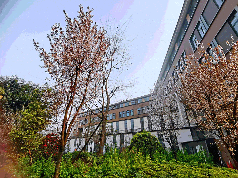 树德实验弘毅校区正式启用!青羊六区能否起飞?_本部_成都市_草堂