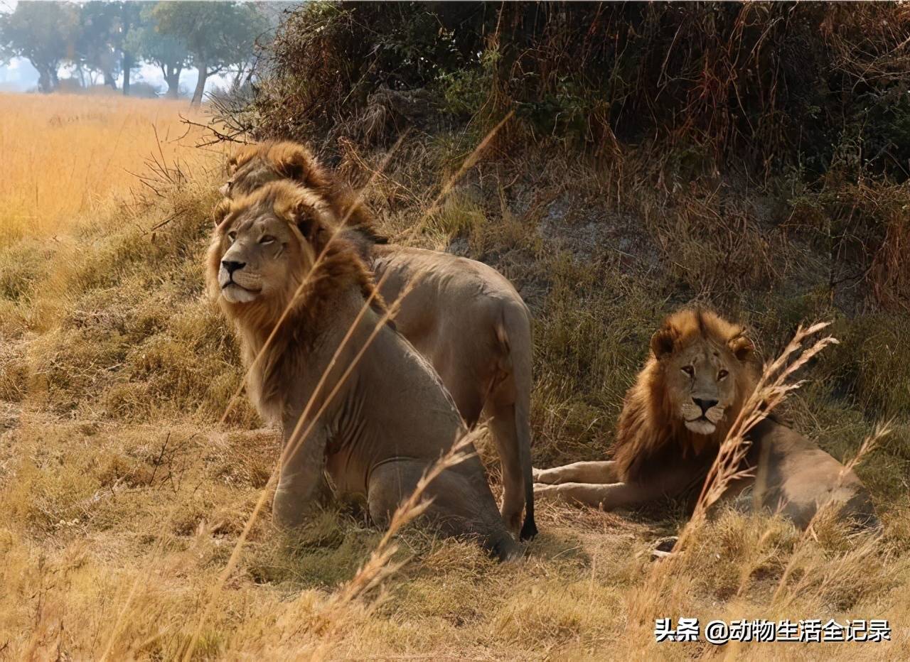 三凯雄狮联盟:金小佛受伤被救助后,却袭击了牧民,闯下大祸_罗帕_狮群
