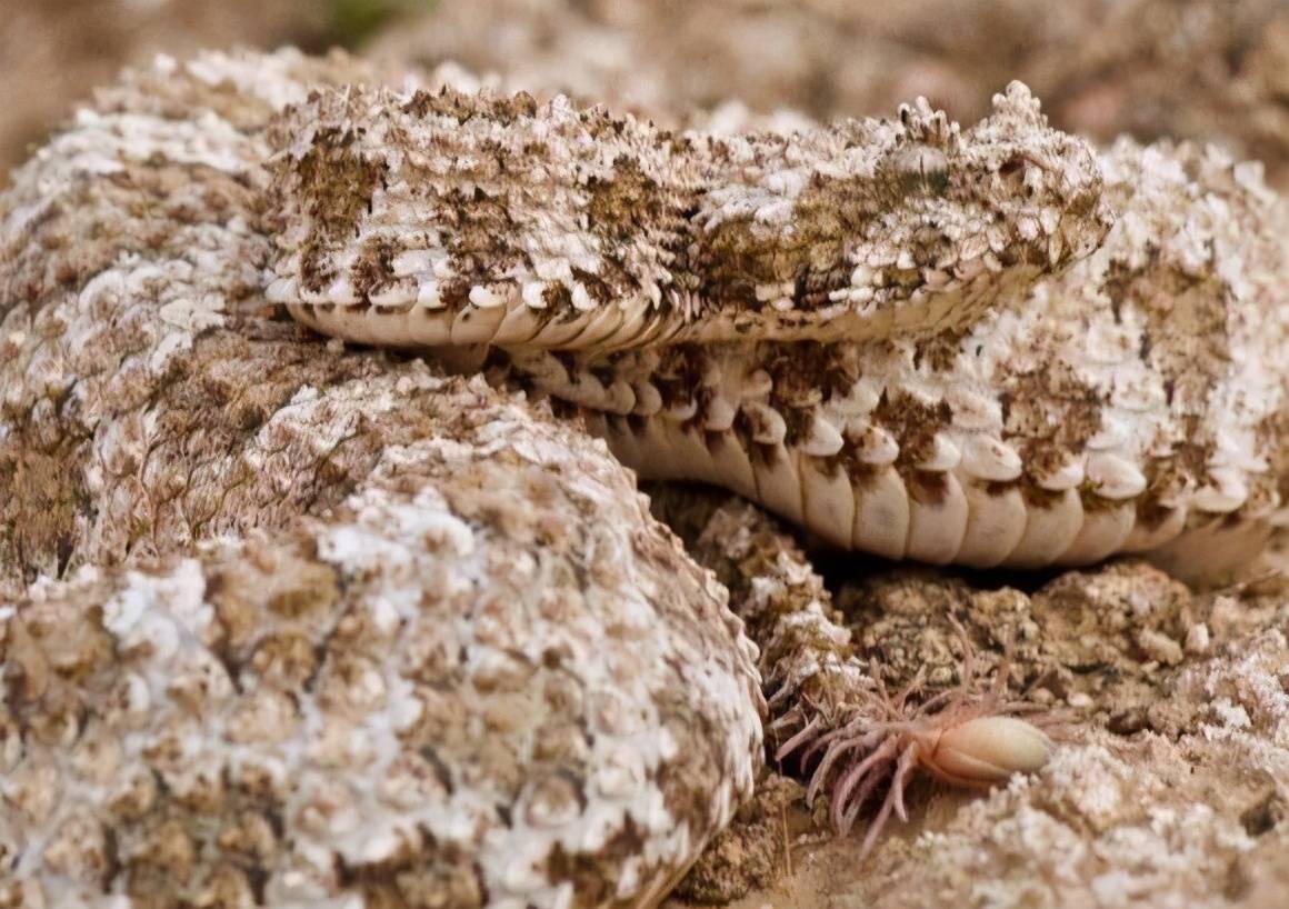 看bbc的伊朗蛛尾拟形蛇真是被大自然的神奇震惊到了