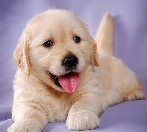 犬 猫出现红斑 肿胀和水疱是什么状况 该怎么治疗并防止抓痒 宠物 进行 症状