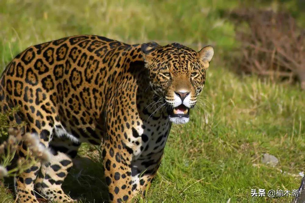 原创史海钩沉太行山的精灵丘陵的王者金钱豹的历史现状上