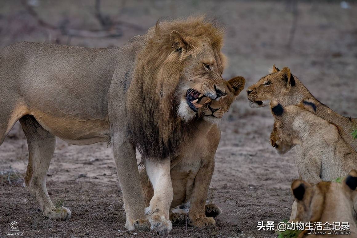 熊男雄狮:结盟采花雄狮,迅速拿下两个狮群,成为一方霸主_项圈_赛拉提