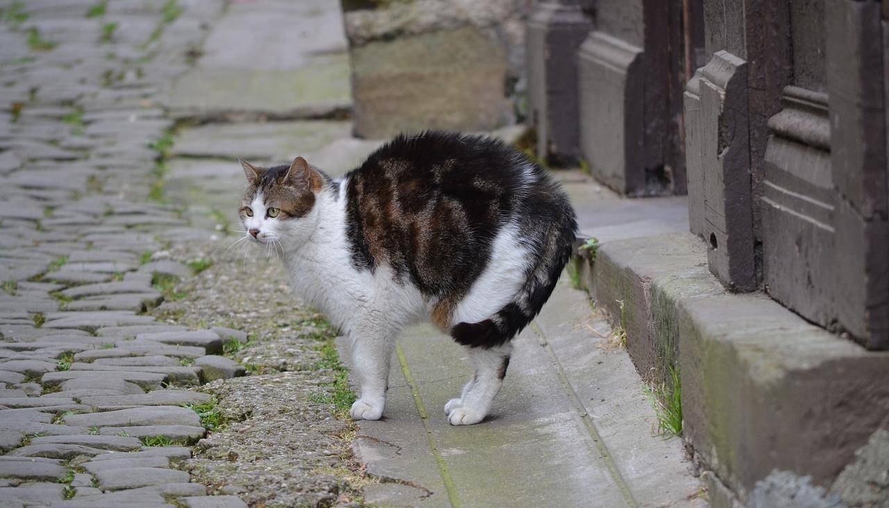 抓猫尾巴图片