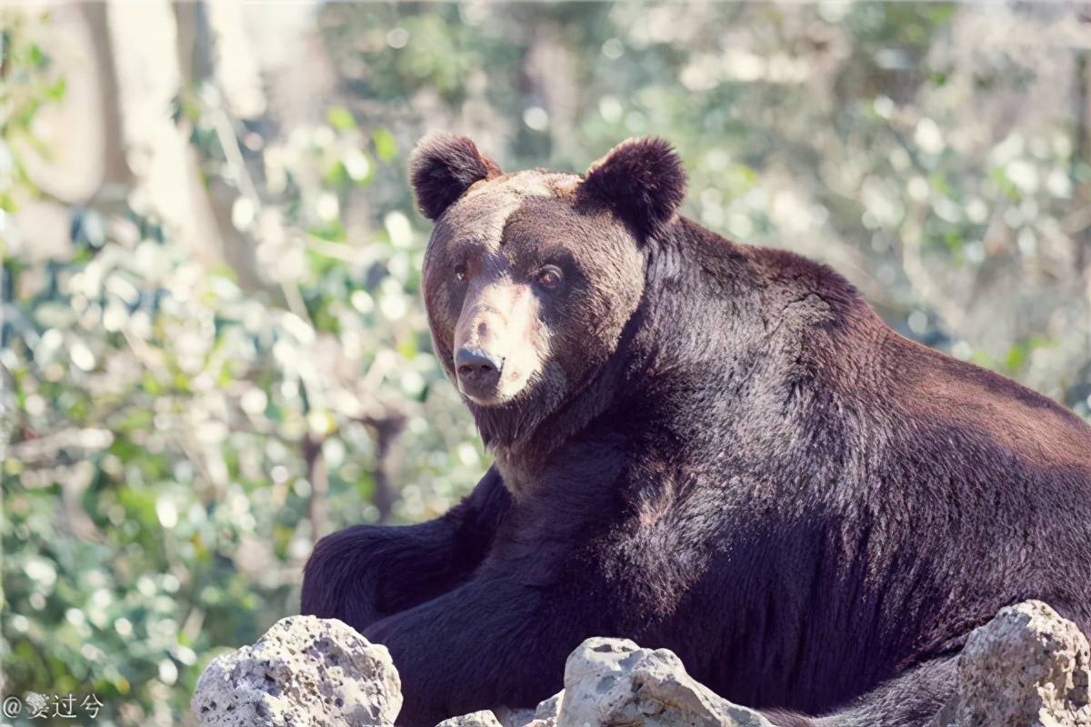 新熊出没!上海动物园新添一对黑熊"小夫妻"_壮壮_小石_棕熊