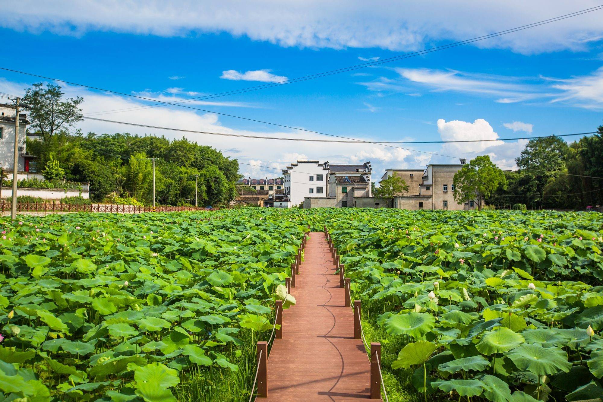 安徽黄山有一座东山村，风景秀美，免门票，夏天村庄充满了浪漫