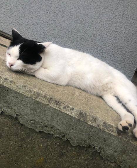 颱风天让流浪猫进屋躲风雨 猫星人毫无戒心睡成大字型 屋主笑翻 猫咪 Yoichi 家门口