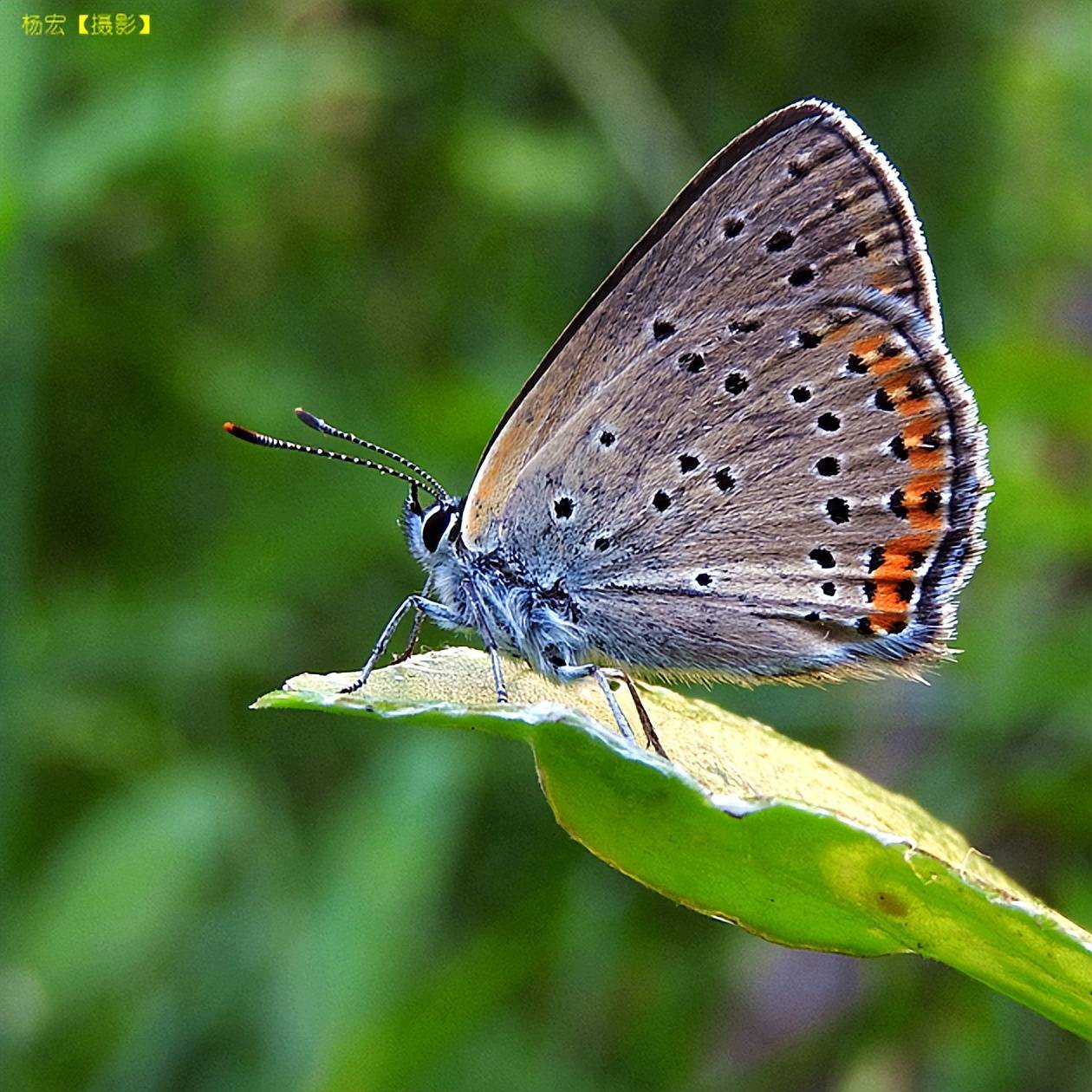 中国蝴蝶种类图片
