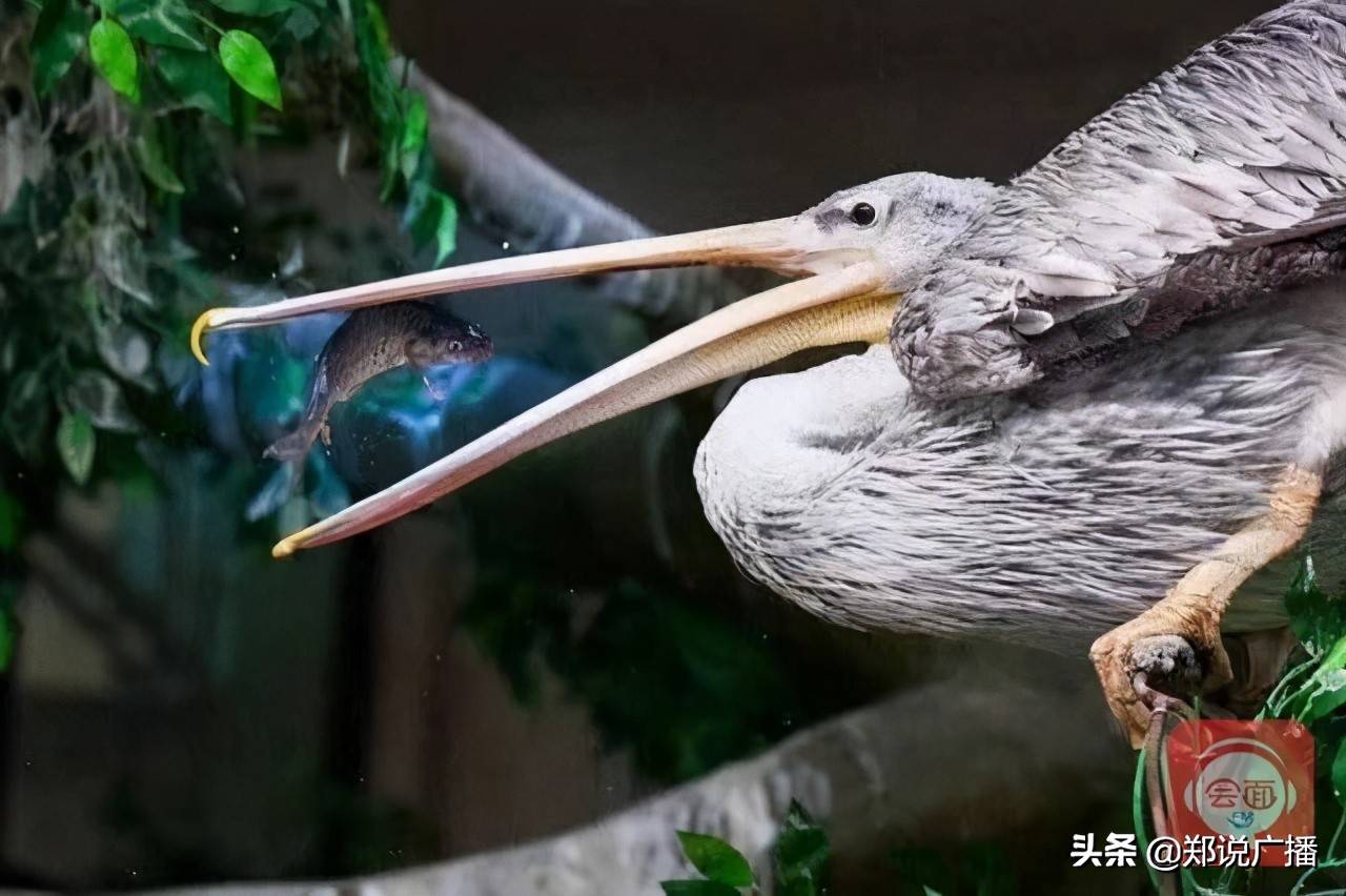 郑州动物园的"长嘴鸟",你认识几只?_大嘴巴_鸟儿_果实