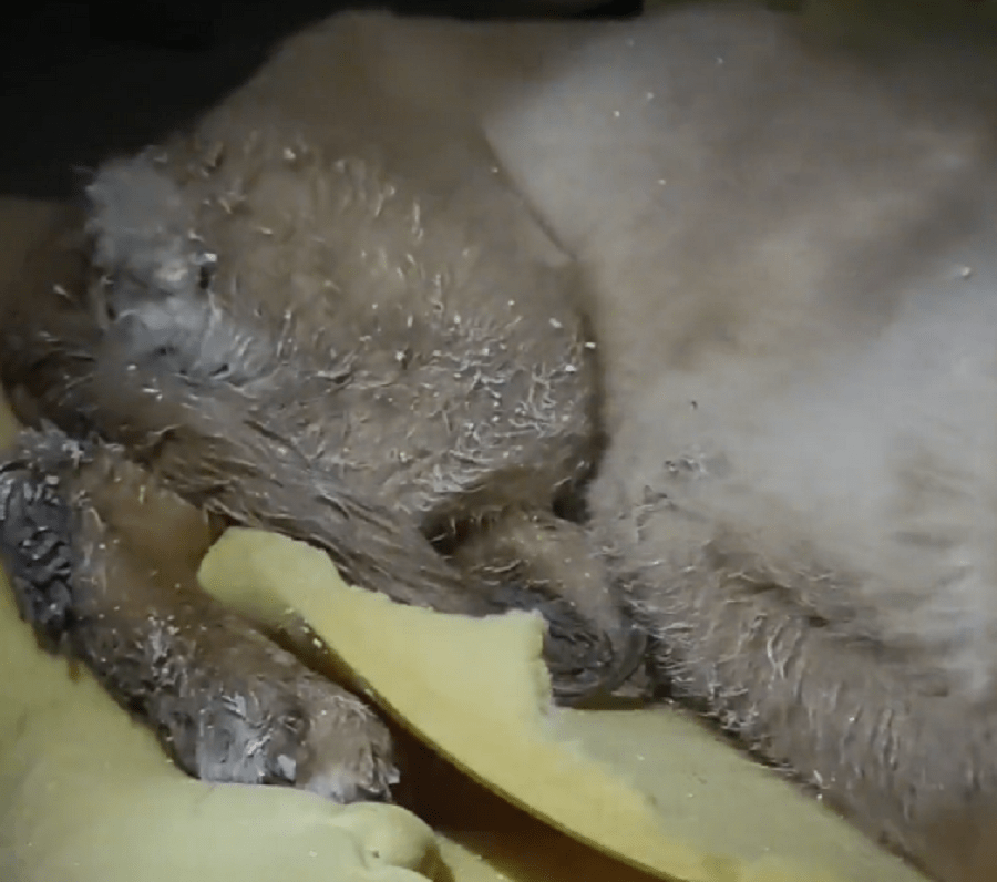 得了犬瘟,身上长满蛆和虫子的将死金毛,最后只能在无尽遗憾中永远闭上