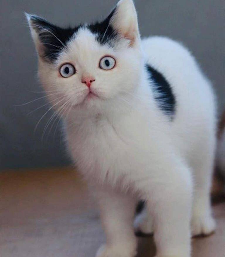 原创网红双面猫有崽子了网友一看笑炸这才是真实的我裂开了