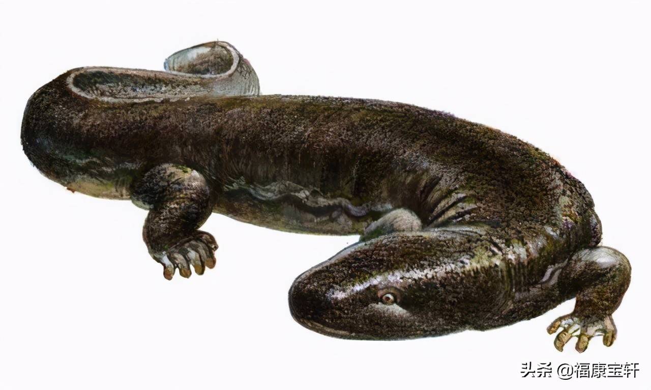 娃娃鱼,是中国大鲵的俗名,是我国特有的生活在淡水中的一种珍贵野生