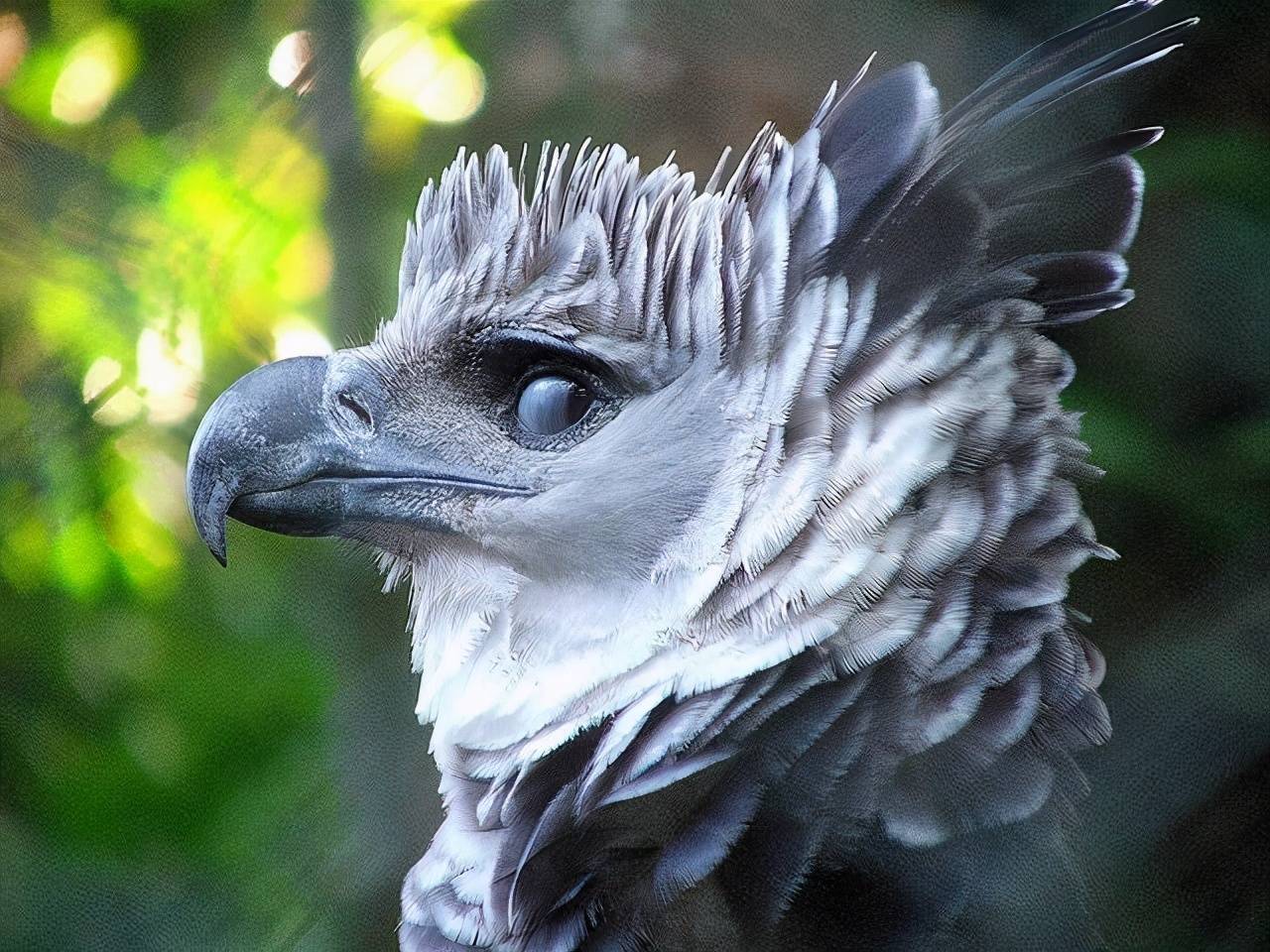 原创五种看颜值就非常喜欢的动物这是小蛙是蛤蟆文太的原型吗