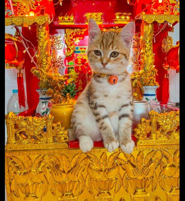 原创小猫坐在聚宝盆上面还一副财神爷的样子快点送贡品上来
