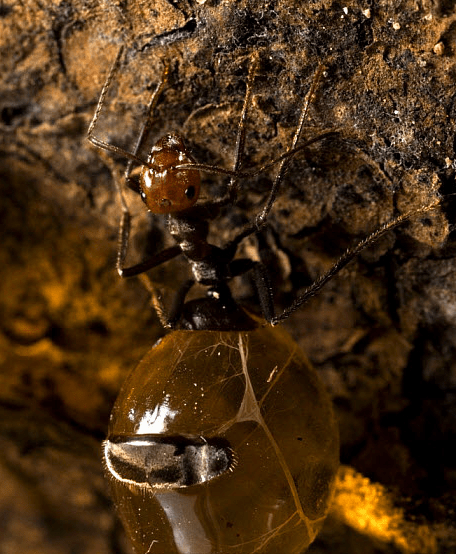 原创世界上最大的蚂蚁蜜罐蚁
