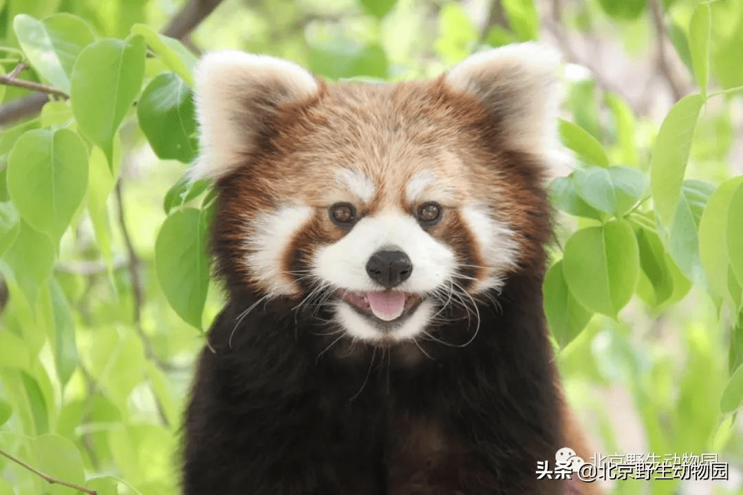 国际小熊猫日-您的小行动，世界大不同_保护_生活_动物管理员