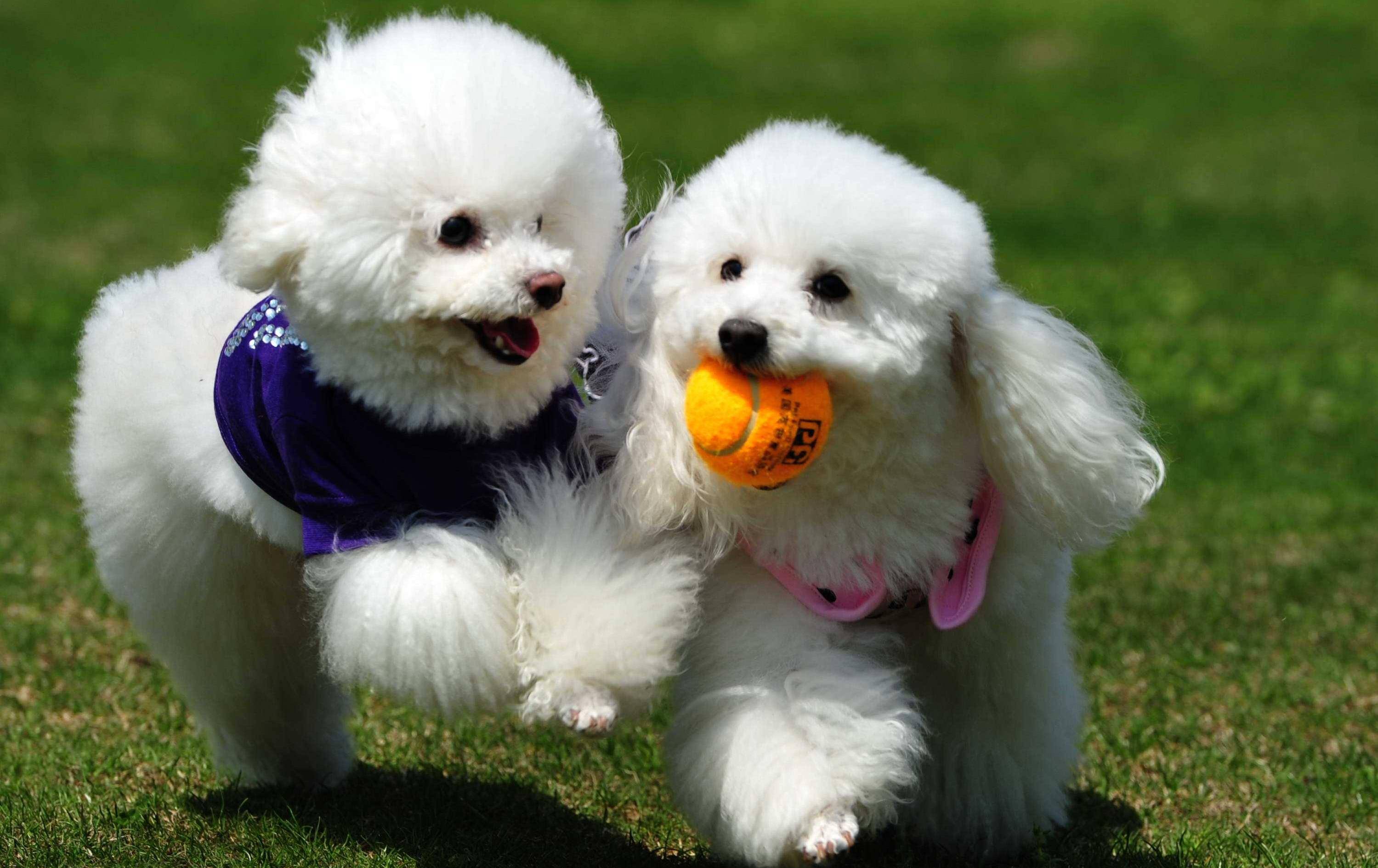 原创这6种东西是比熊犬害怕的你知道吗