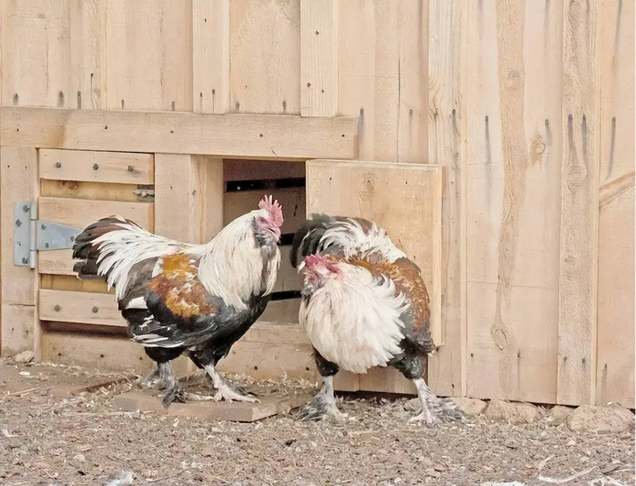 为什么母鸡学公鸡叫，就要将它杀掉呢？“母鸡打鸣”预示着什么？