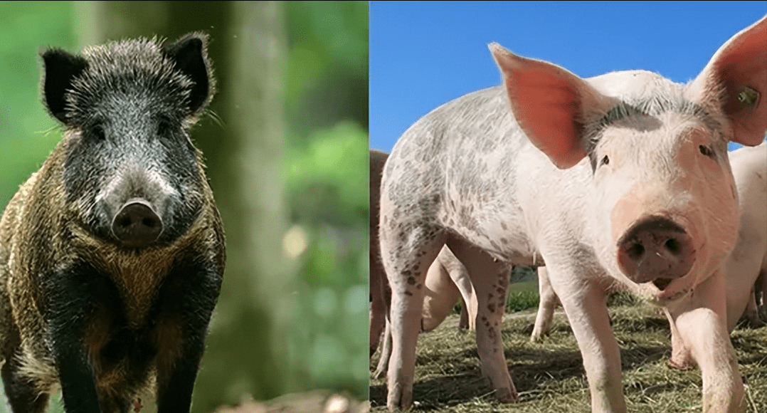 都说家猪放生后会长獠牙野化,是真的吗?_生活_进化史_人类