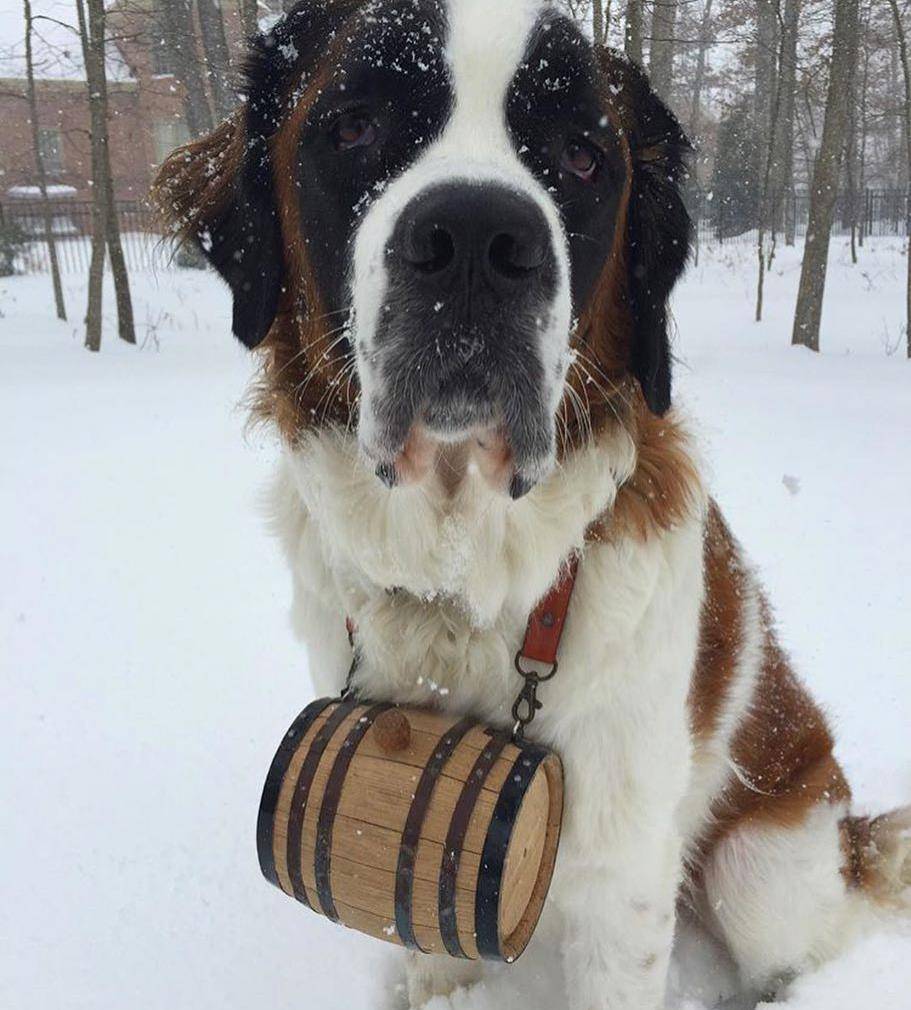 雪山救援犬圣伯纳图片
