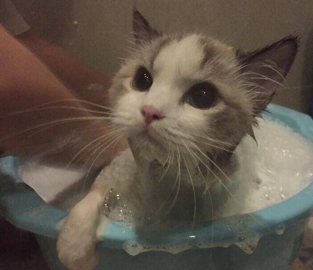 一只被水淋湿的猫咪,居然还如此可爱,一看就知道她是位女神!