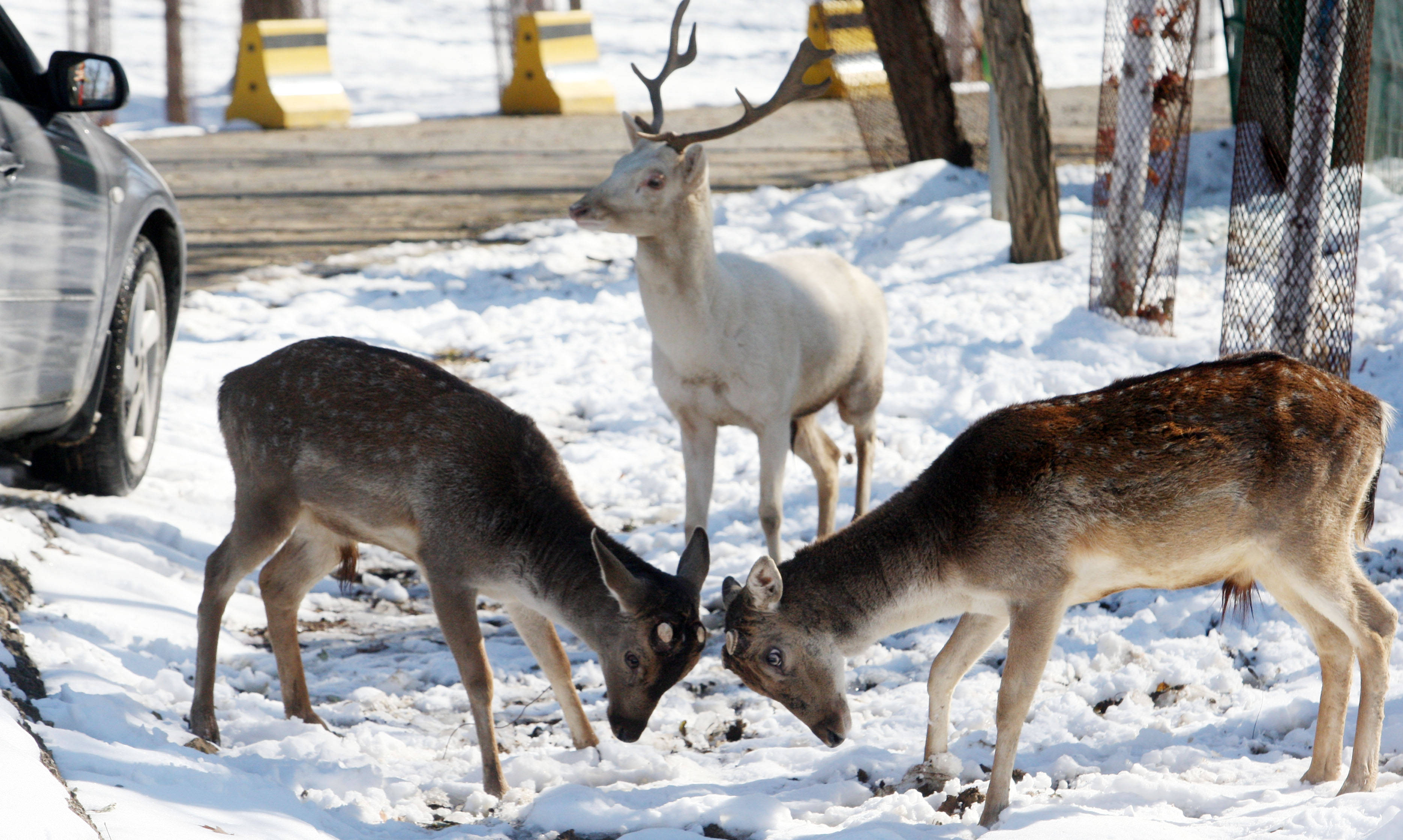 5月9日上午,秦皇岛市野生动物园草食动物区内,两只小梅花鹿正在雪地上