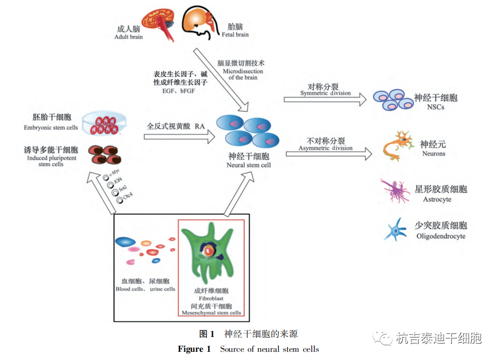神经干细胞移植治疗小儿脑瘫现状及存在的问题_功能_研究_进行性
