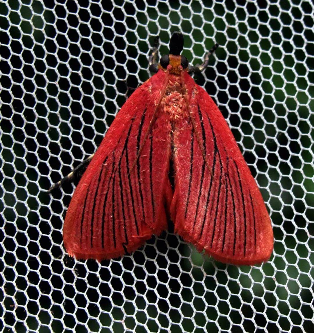 拟态大师时尚潮主蛾子的世界比蝴蝶世界更多精彩纷呈