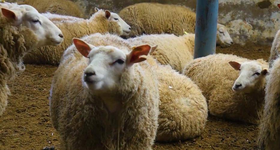 羊身上有蜱虫用什么药羊身上的蜱虫怎么治这样做效果好