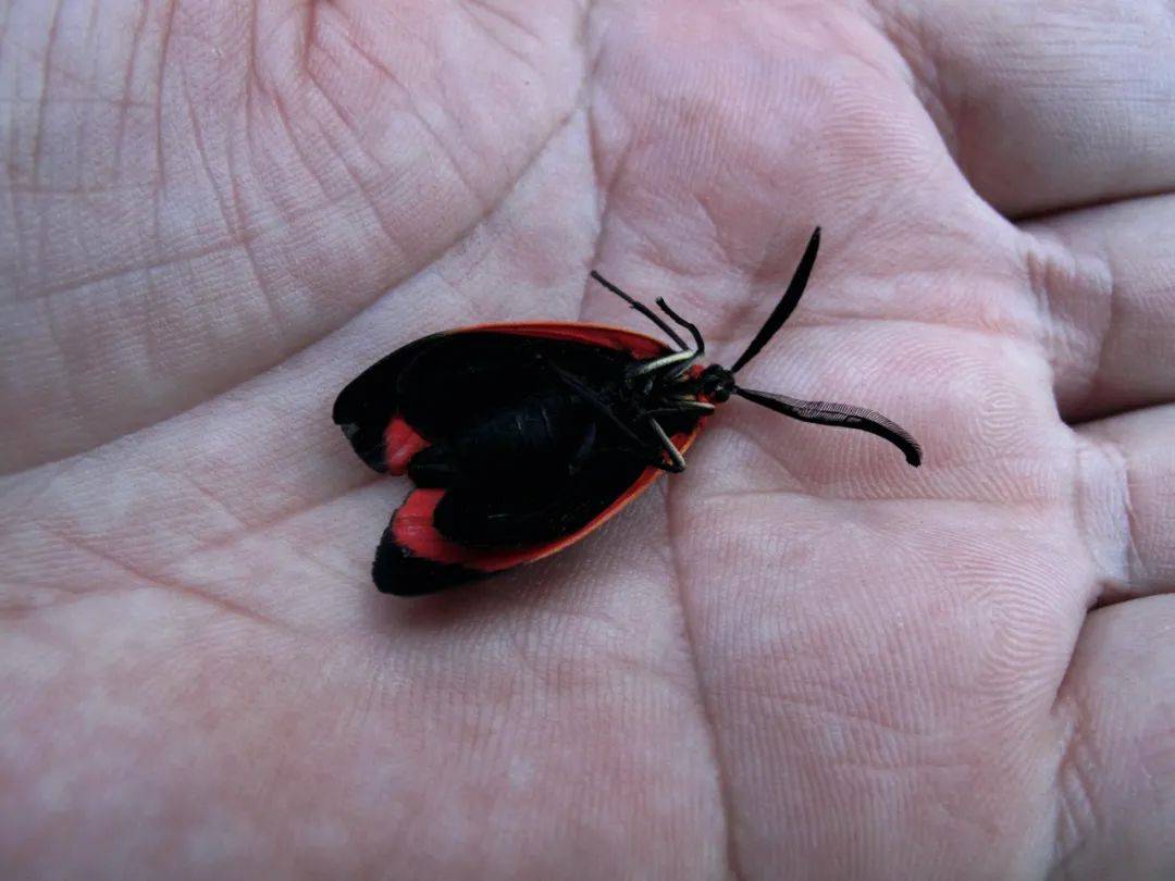 拟态大师时尚潮主蛾子的世界比蝴蝶世界更多精彩纷呈