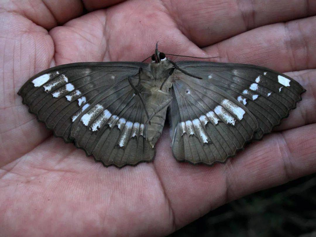 拟态大师时尚潮主蛾子的世界比蝴蝶世界更多精彩纷呈