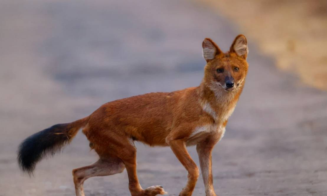 原创云南多地野猪泛滥危急关头罕见豺狼现身它就是野猪的天敌